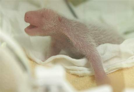 Novorozen mld pandy.