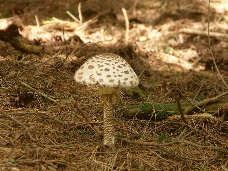 Dejte pozor na zámnu bedly ervenající s bedlou jedovatou