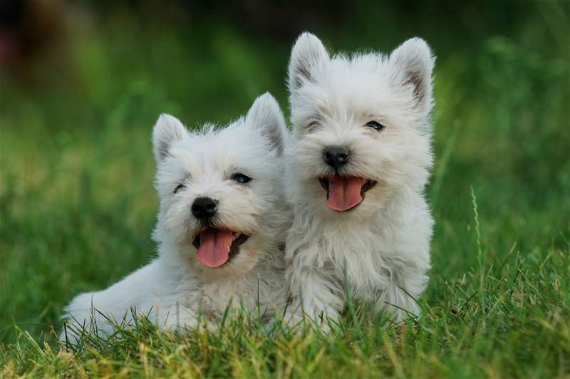 West highland white terrier