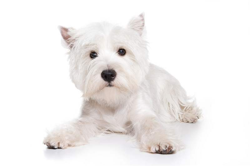 West highland white terrier