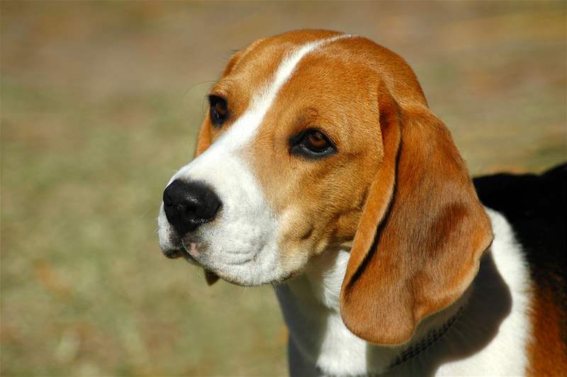 Beagle