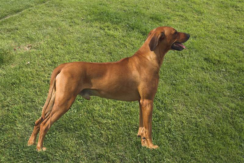 Rhodészký ridgeback