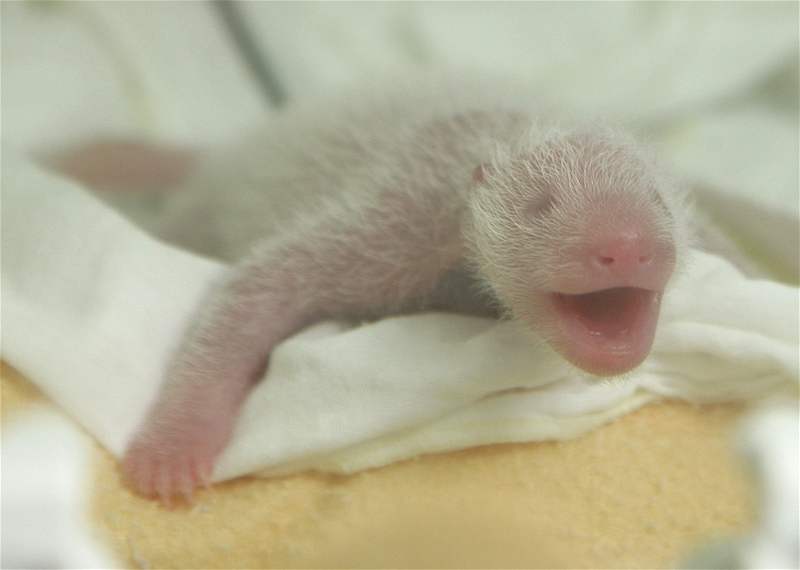 Novorozené mlád pandy.