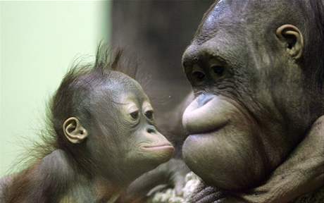 Orangutan ve volné pírod ije jen asi 50 a 60 tisíc, nalezená populace patí k nejvtím ve svt.
