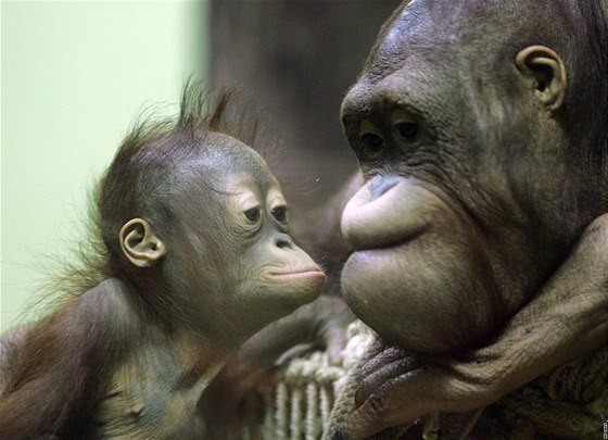 Orangutan ve volné pírod ije jen asi 50 a 60 tisíc, nalezená populace patí k nejvtím ve svt.