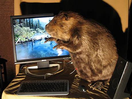 Computer beaver