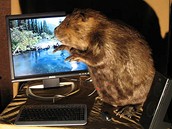 Computer beaver