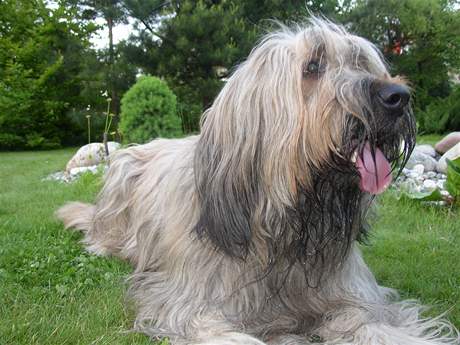 Briard