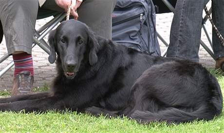 Flat coated retriever