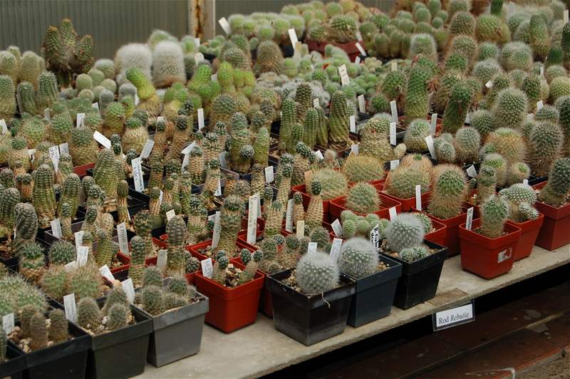 Kaktusy pestávají rst v zim a v parném lét.