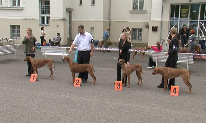 Rhodézský ridgeback