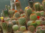 Kaktusy jsou velice nenároné na pstování