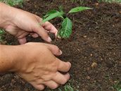 Metoda hnojení závisí na typu rostliny a druhu hnojiva