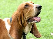 Basset