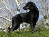 Beauceron