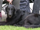 Flat coated retriever