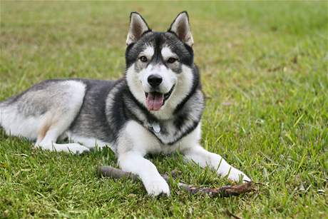 Sibiský husky