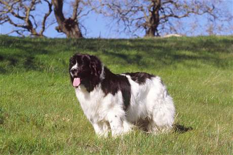 Landseer