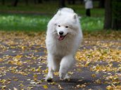 Samojed