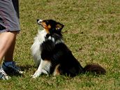 Sheltie