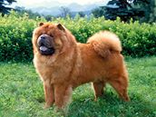 Chow chow