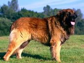 Leonberger