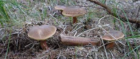 V lesích na jihu Moravy houbai nepochodí, pda je moc vlhká a slunce ji neprohálo. Ilustraní foto