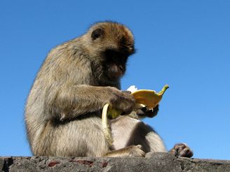 Gibraltar, makak