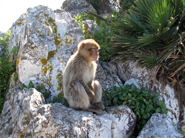 Na nejjinjím míst Gibraltaru je maják. K africkému pobeí je to pes dvacet kilometr.