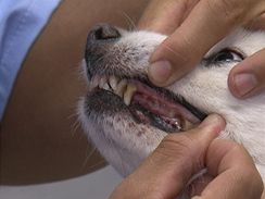 Takhle vypad zubn kmen na psch zubech. Na problmy je zadlno.