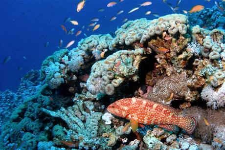 Zvýená teplota me zahubit a polovinu ryb v korálových ekosystémech, upozoruje WWF. Ilustraní foto