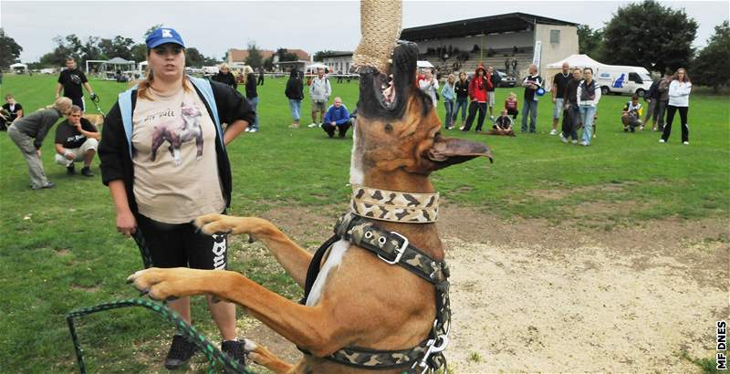 Setkání majitel bojových ps v Dyjákovicích