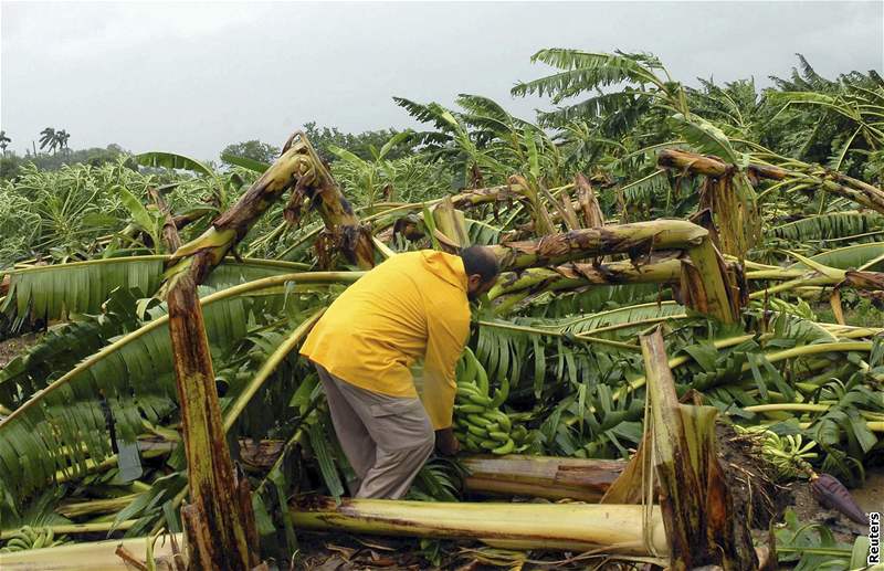 Mu odklízí banánovníky, které v kubánském mst Cienfuegos poniil hurikán Gustav.