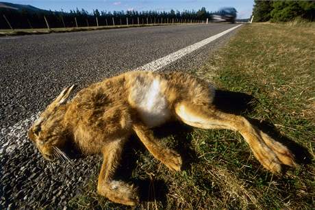 Zajíc zahyne na naich silnicích pes 560 tisíc ron. Ilustraní foto