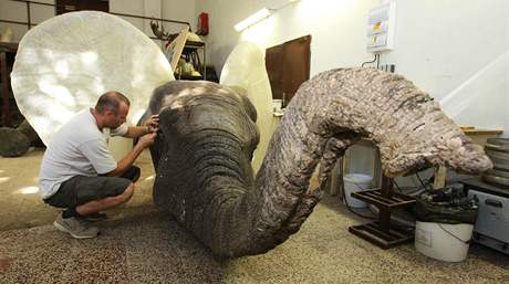 Slona uloveného v Africe vycpává ve své díln v Moravské Nové Vsi Pavel Zugar
