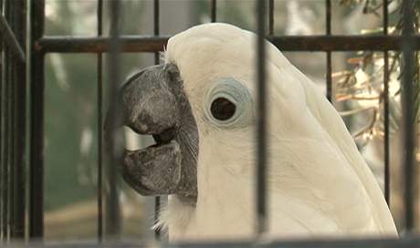 Papouek kakadu také nepatí zrovna k nejlevnjím druhm. Ilustraní foto