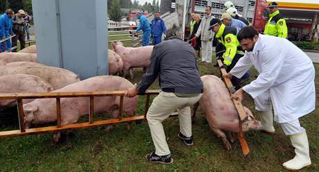 Hasii a policisté v Hradci Králové chytali prasata.