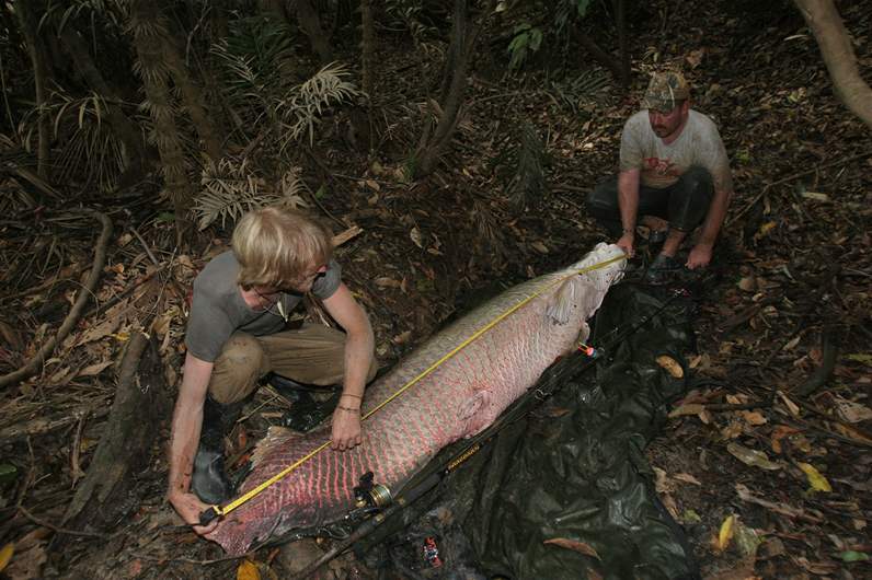 Arapaima velká - 2,5 metru, 130 kg