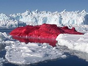 Marco Evaristti - obarven ledovce v Grnsku