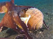 z knihy tes (chobotnice Octopus marginatus)