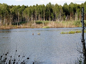 Borkovick blata