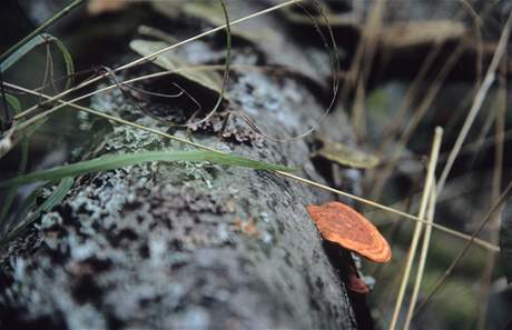 Outkovka rumlka.