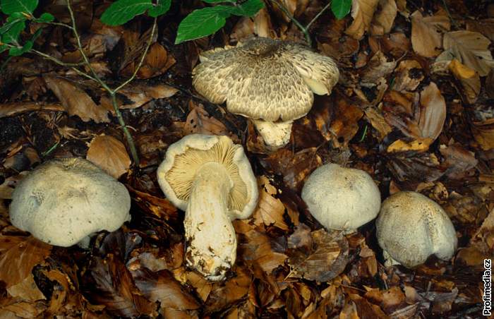 Tricholoma pardinum  irvka tygr 