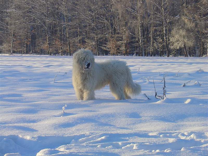 Komondor