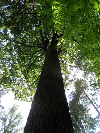 Les nmeckho barona von Rotenhana v Bavorsku