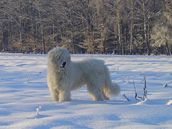 Komondor Komondor