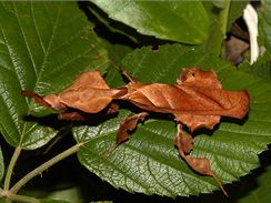 Phyllocrania paradoxa