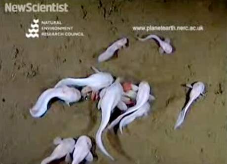 Elegantní paprskoploutvé ryby se pohybovaly v rekordní hloubce 7 703 metr a byly pekvapiv mrtné.