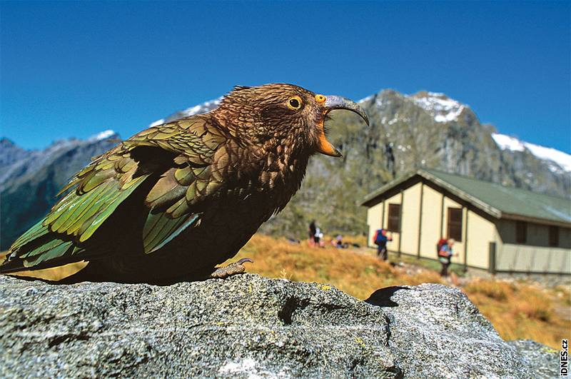 Projít Milford Track v novozélandských Jiních Alpách - to je sen vtiny cestovatel.