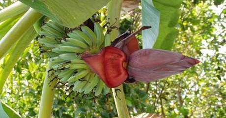Paování banánovníku by podle australských úad mohlo ohrozit tamjí banánový prmysl. Ilustraní foto